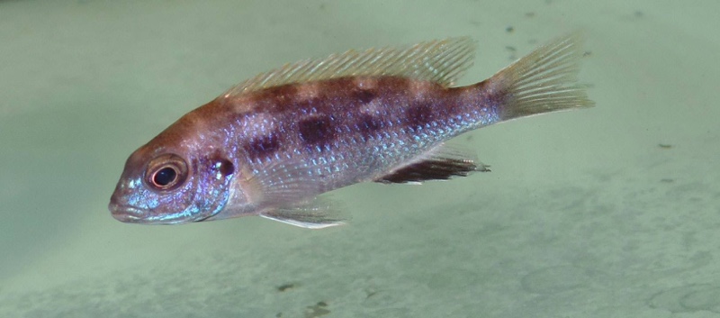Pseudotropheus livingstonii 'Liuli'